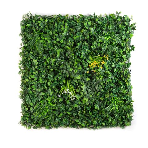 Schefflera Wildbush Front.jpg